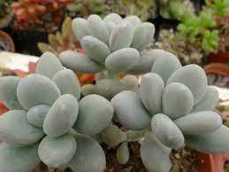 Pachyphytum Oviferum Moonstones World Of Succulents Succulents Planting Succulents Cacti And Succulents