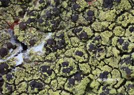 Image result for Micrococca capensis