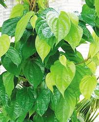 Kết quả hình ảnh cho la trau khong va nghe tuoi