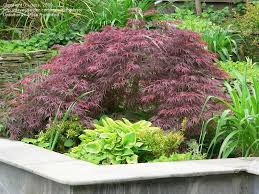 Pin By Rebecca Ramey Hill On Garden Flowers And Plants I Love Outdoor Gardens Design Plants Hosta Companion Plants