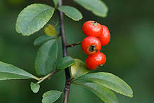 Getränk mit dem giftigen saft des schierlings. Feuerdorn Wikipedia