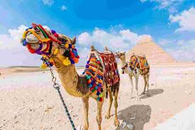 How much do camels cost in egypt. Best Egypt Tours 2021 22 Intrepid Travel Eu