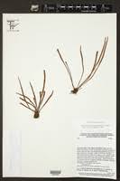 Image result for Vittaria reekmansii