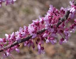 Pink flowering trees in missouri. Eastern Redbud Missouri Department Of Conservation
