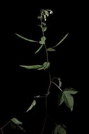 Image result for Cleome aculeata