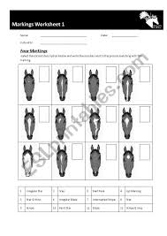 horse markings worksheet esl worksheet by kaz kaz