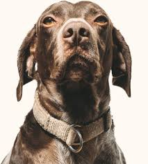 That's why we created petcare express as the affordable alternative to maintaining your pet's health without sacrificing quality of care. Frontier Vet Express