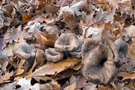 Image result for Craterellus fallax