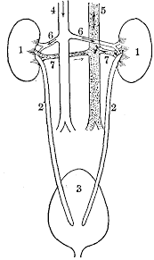 Excretory System Coloring Pages