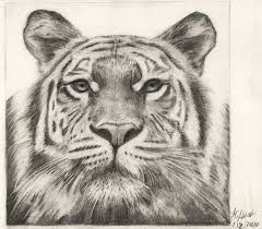 Mit unserer anleitung zeichnen sie ganz einfach einen kleinen tiger. Drawing Of A Tiger