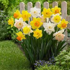 Longfield Gardens Narcissus Mix Trumpets Bulbs 100 Pack 12000020 The Home Depot Daffodil Bulbs Daffodils Daffodils Planting