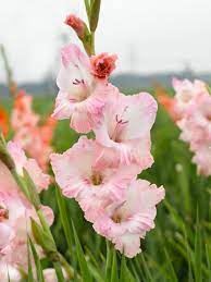 All About Flower Bulbs Bulb Flowers Flowers Gladiolus