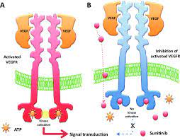 Mechanism Of Action Of Sunitinib In Endothelial Cells Expressing The Download Scientific Diagram
