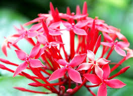 Maybe you would like to learn more about one of these? Flowering Shrub Of The Month Ixora Ahometherapist