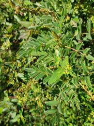 Image result for Indigofera astragalina-hirsuta