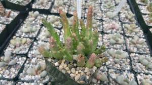 Image result for Orbea variegata