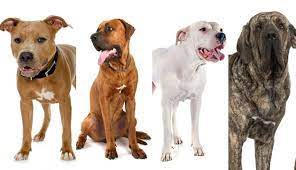 What Pet Laws Are There In The Uk Pet Check Blog