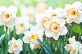 Ultimate Guide To The Narcissus Flower Meaning Symbolism Petal Republic