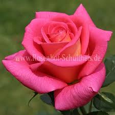 Fragrant Alizee Pflanzen Rosen