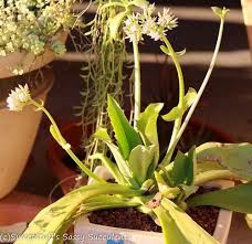 Kalanchoe Synsepala Walking Cup