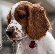 Giving welsh springer spaniel puppies socialization training is essential to help them get over their shy and reserved nature. Banjo Welsh Springer Spaniel Pup Classic Look Welsh Springer Spaniel Puppies Springer Spaniel Puppies Spaniel Puppies