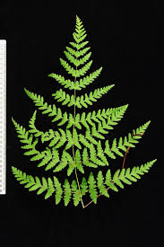 Image result for Histiopteris