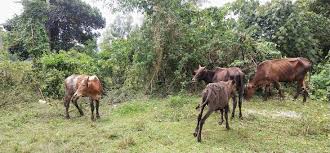 Enregistrerenregistrer gambar haiwan ternakan pour plus tard. Hapuskan Segera Sistem Lepas Bebas Kosmo Digital