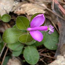 Image result for Polygala