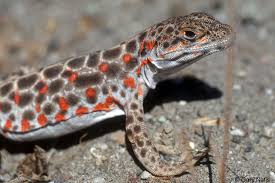 Image result for Lepidagathis scariosa