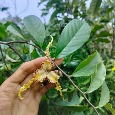 Image result for Monodora