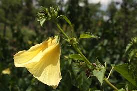 Image result for Hibiscus dongolensis