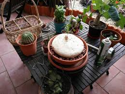 Image result for Raphionacme