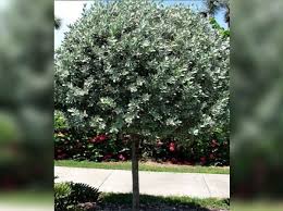 Image result for Conocarpus erectus
