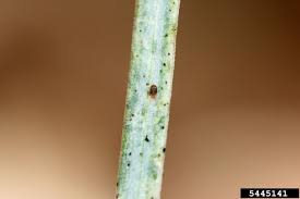What Are The Tiny Red Bugs On My Window Sills?