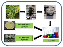 Image result for Crotalaria bernieri