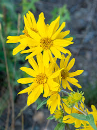 Image result for Polysphaeria multiflora