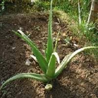 However, there are distinct differences between the two. Compare False Christmas Cactus And Aloe Vera