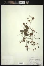 Image result for Rhynchosia procurrens