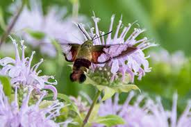 Bringing landscapes to life since 1972. Native Plants Prairie Nursery