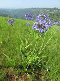 Image result for Agapanthus campanulatus