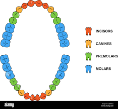 Image result for Dentition