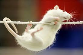 Image result for one of a kind animals