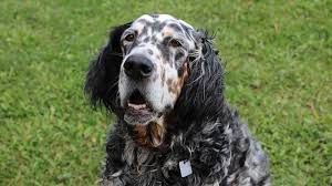 Trump make pointing great x sayres dashing molly bondhu. English Setter The Amazing Companion Hunting Dog Breed Petmoo