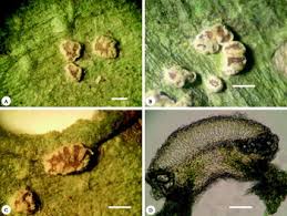 Image result for Cassipourea ruwensorensis