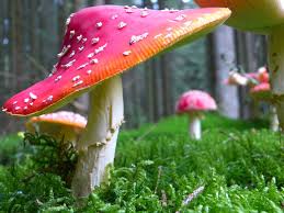 If you want to grow a lot of mushrooms you should clear out. Minecraft Podzol And The Mushroom Farming Techniques