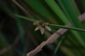 Image result for Schoenoplectiella mucronata