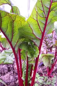 We would like to show you a description here but the site won't allow us. Mangold Recept Tips Och Videor Med Bra Forslag For Anvandning