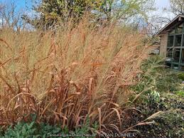 Image result for Panicum infestum