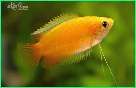 Cara Merawat Ikan Hias Gurame Madu Honey Gourami Dunia Fauna Hewan Binatang Tumbuhan Binatang Hewan Ikan