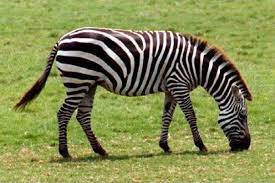 Among natural enemies of striped horses, it is also necessary to be afraid of hyenas and crocodiles. How Long Do Zebras Live Average Lifespan Of Zebras